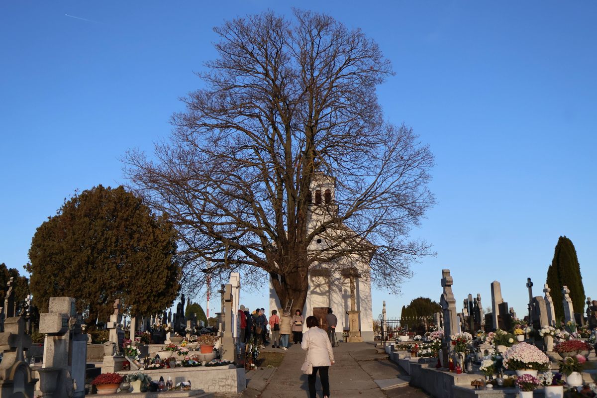 Talán nincs is olyan paksi, aki még ne haladt volna el a termetes juharfa ágai alatt Fotó: Molnár Gyula