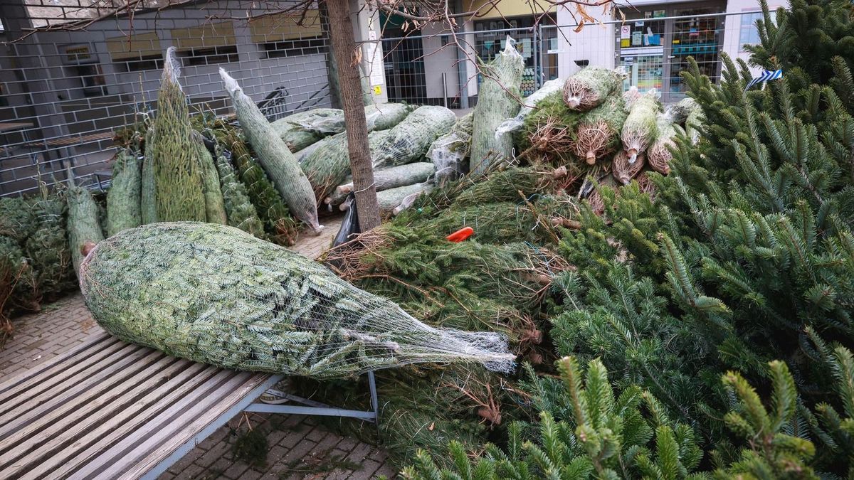 Van tökéletes karácsonyfa Nyíregyháza környékén? Illusztráció: MW-Archív