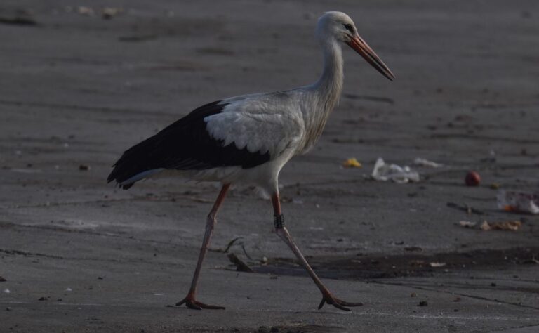 Otthonosan mozog ez a gyűrűs gólya a sashegyi szeméttelepen. Fotó: Pitó Andor