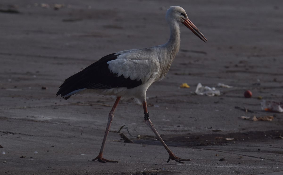 Otthonosan mozog ez a gyűrűs gólya a sashegyi szeméttelepen. Fotó: Pitó Andor