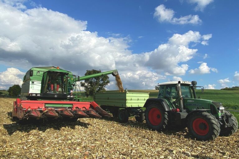 A kukoricatermés fele lett a szokásosnak és az árak sem biztatóak Forrás: Szakony Attila/Zaol.hu