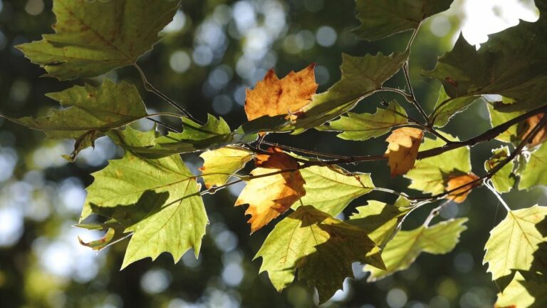 Új korszak elé néz a Föld. Forrás: MW Fotó: Nagy Norbert