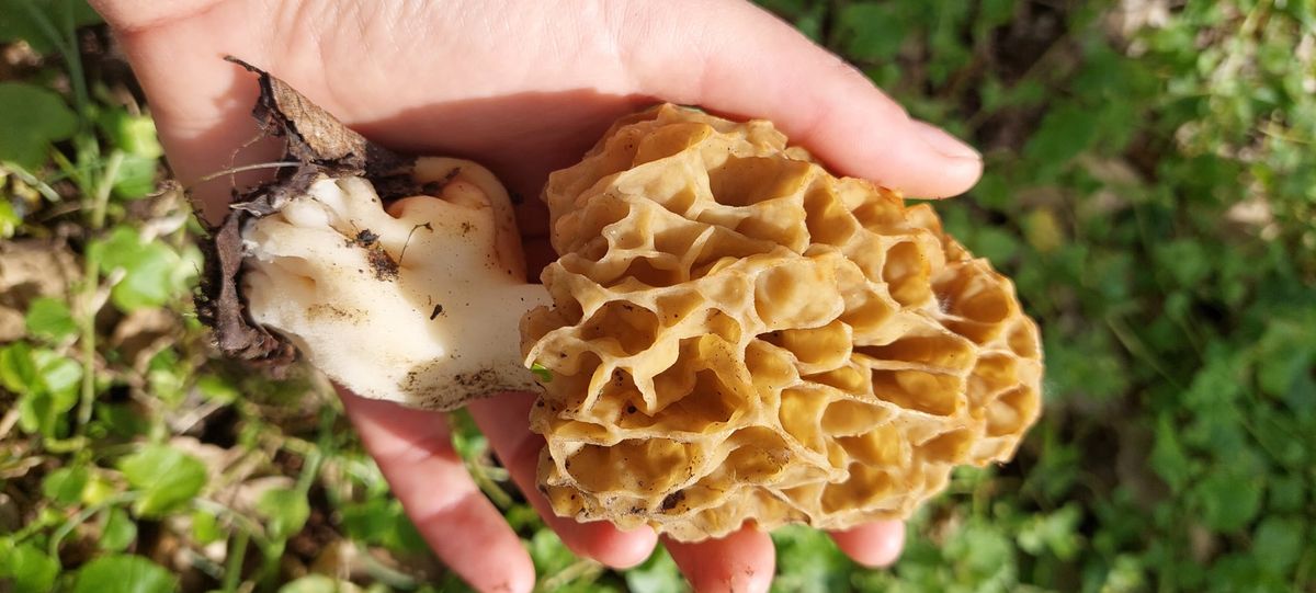 Az ízletes kucsmagomba egy olyan bakonyi gomba, amelyet könnyen találhatunk Veszprém vármegyében. Fotó: Vadgomba – Kisalföld és Bakony