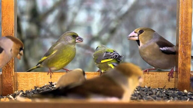 Szárnyas barátainknak életmentő a téli madáretetés.