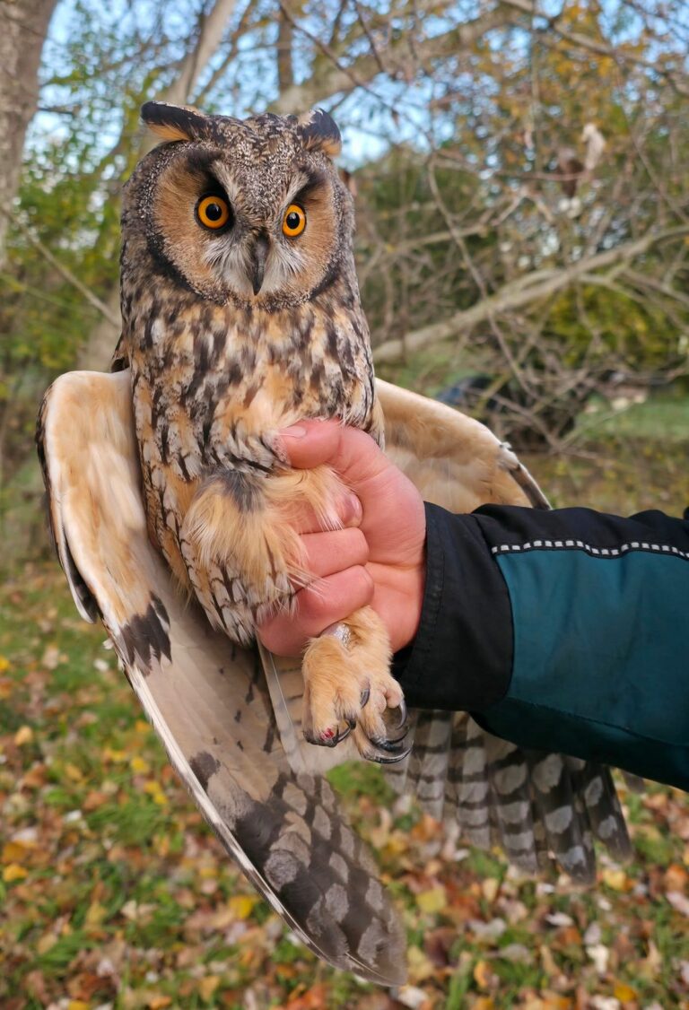 Az erdei fülesbagoly új fajként tűnt fel a ferencmajori madárgyűrűzésen Forrás: Facebook/Száz Völgy Természetvédelmi Egyesület