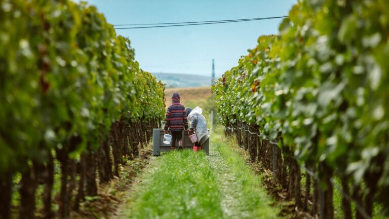 Az Egri és a Mátrai borvidék is kiemelkedően népszerűek a magyarok körében egy felmérés alapján. Forrás: Berán Dániel/Heves Megyei Hírlap