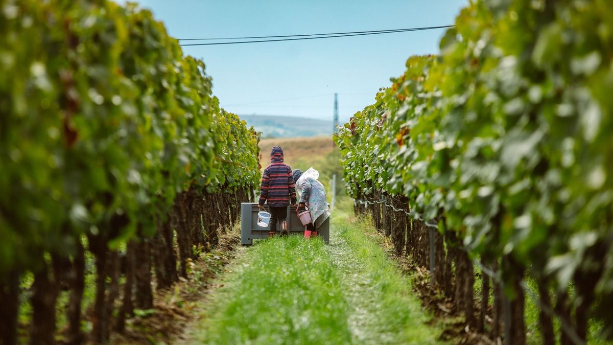 Az Egri és a Mátrai borvidék is kiemelkedően népszerűek a magyarok körében egy felmérés alapján. Forrás: Berán Dániel/Heves Megyei Hírlap