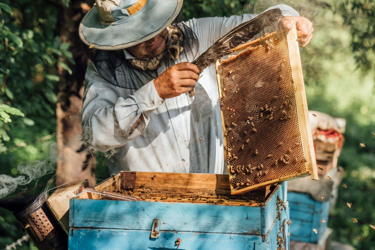 Ázsiai kis méhatka: nem szabad elbagatellizálni a veszélyeket. Fotó: Westend61/Gettyimages