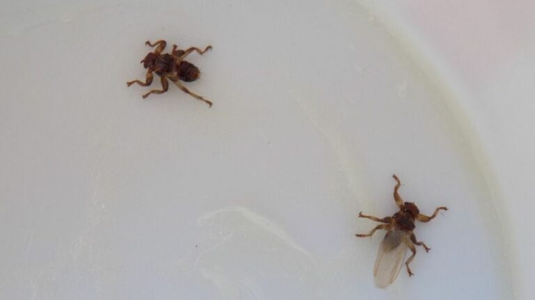 Bár elsősorban állati vérrel táplálkoznak, emberre is rá tudnak szállni, és harapásuk fájdalmas, viszkető.