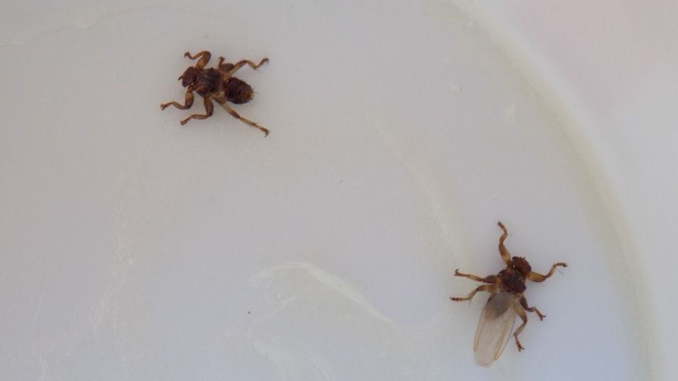 Bár elsősorban állati vérrel táplálkoznak, emberre is rá tudnak szállni, és harapásuk fájdalmas, viszkető.