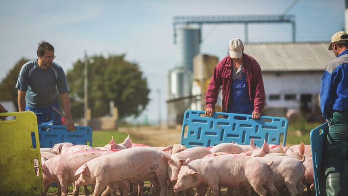 ÁLLATEGÉSZSÉGÜGY