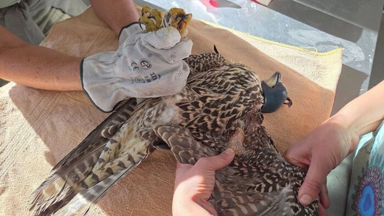 A Föld leggyorsabb állata Zalában megsérült, napi tornával javul az állapota VÁNDORSÓLYOM