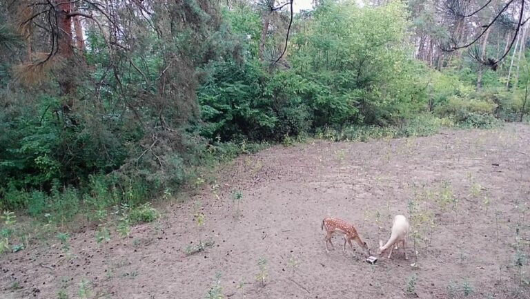 Fehér szarvas Ásotthalmon. A vadkamera ritka, mesébe illő pillanatot örökített meg a Bedő erdészeti iskola tanulmányi erdejében. Fotó: Bánhidy Zoltán