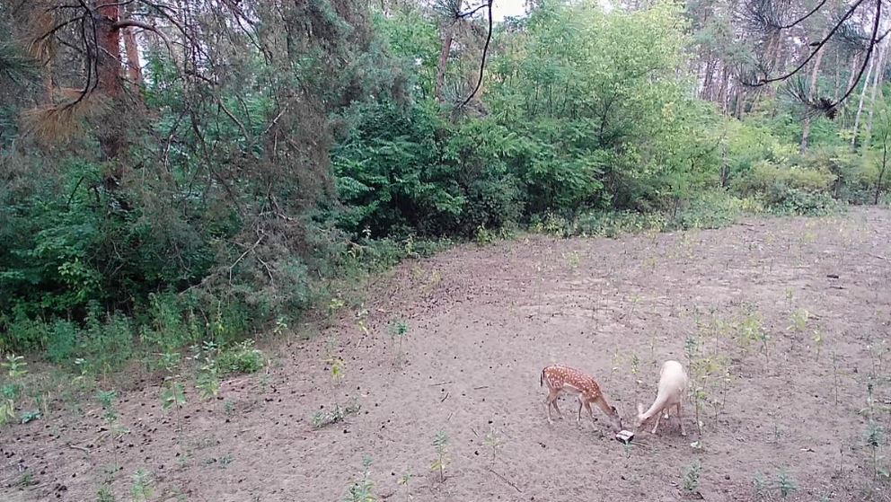Fehér szarvas Ásotthalmon. A vadkamera ritka, mesébe illő pillanatot örökített meg a Bedő erdészeti iskola tanulmányi erdejében. Fotó: Bánhidy Zoltán