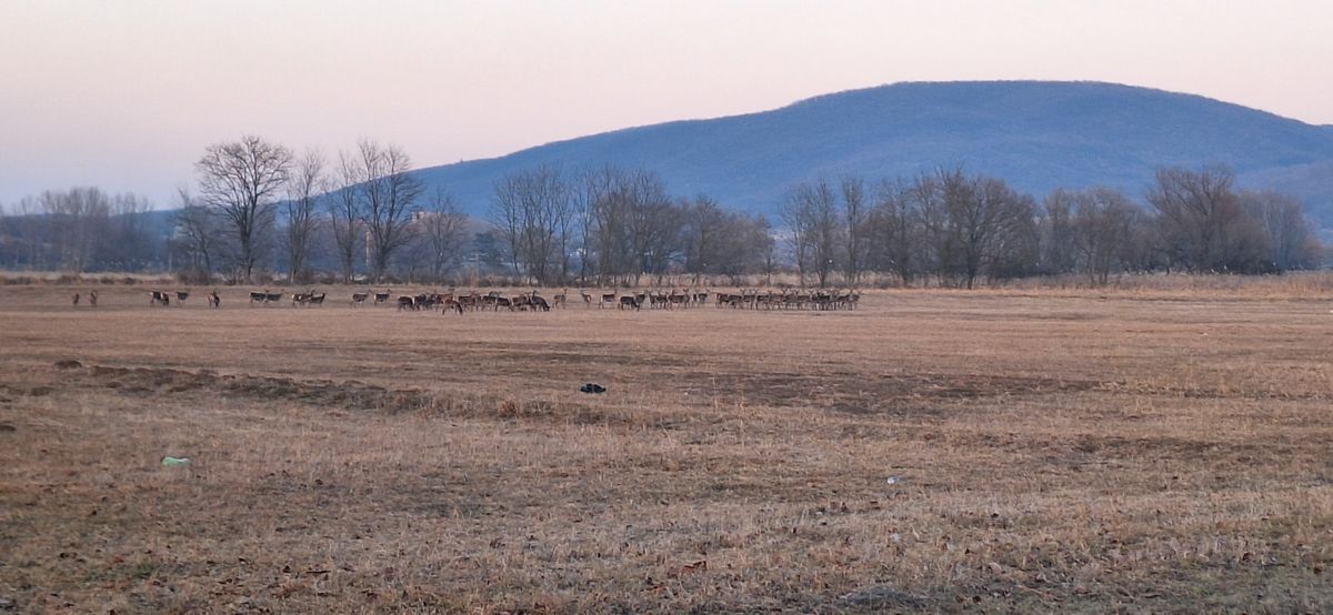 Szarvasrudli Bükkszentmárton határában. A szarvasok és a vaddisznók bejárnak a faluba, a helyieknek már elegük volt belőlük. A szarvasvadászatot az út egyik oldalán tapasztalják, a másikon nem. Forrás: Liktor Róbert
