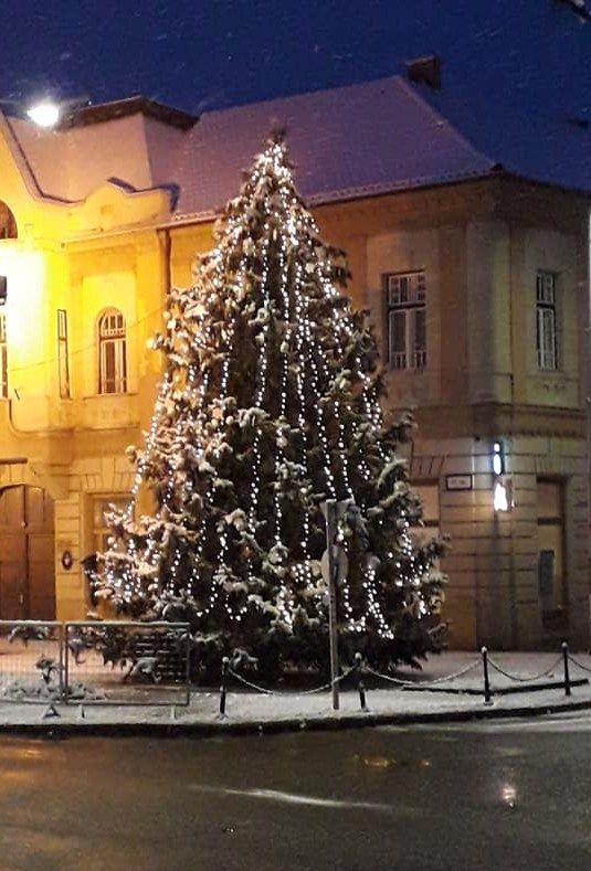 A tapolcai karácsonyfa felajánlása megtisztelő lehetőség Fotó: Facebook/Tapolca