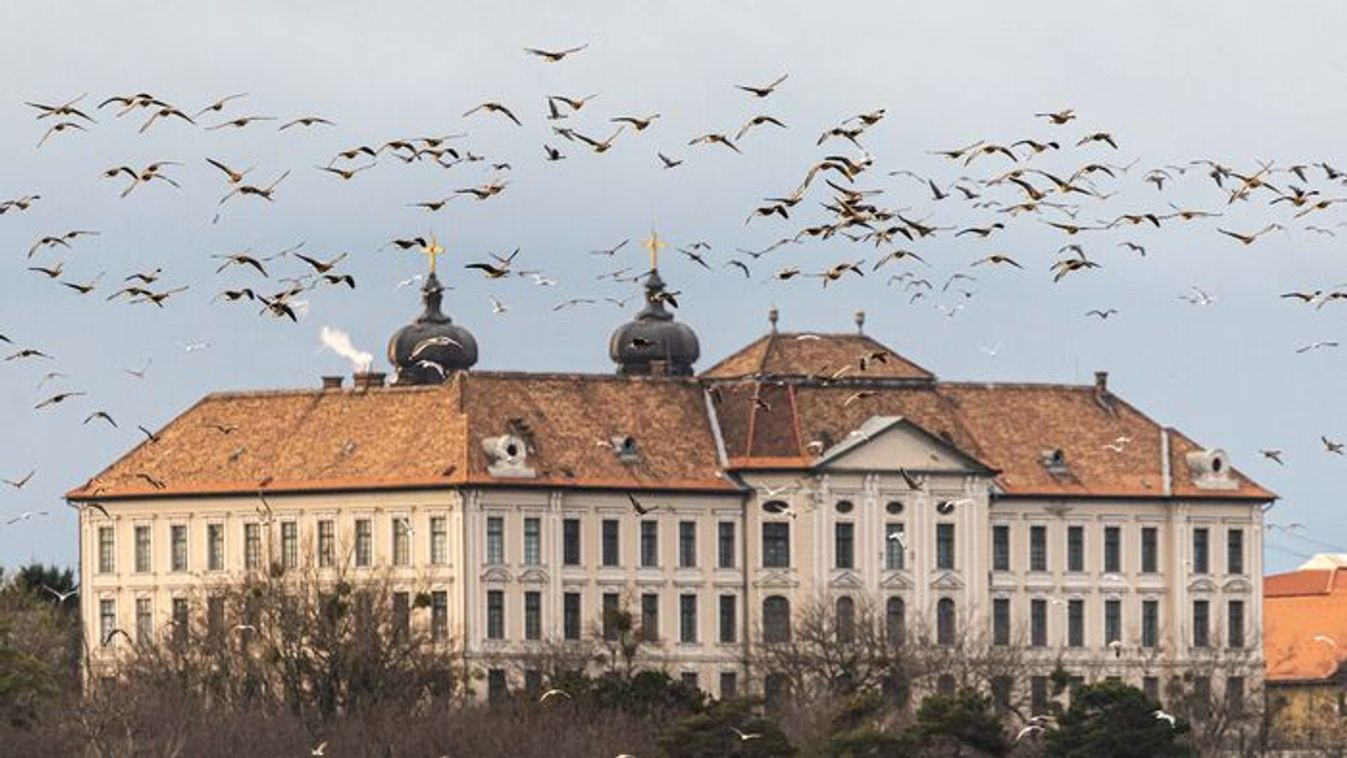 Tatai Vadlúd Sokadalom