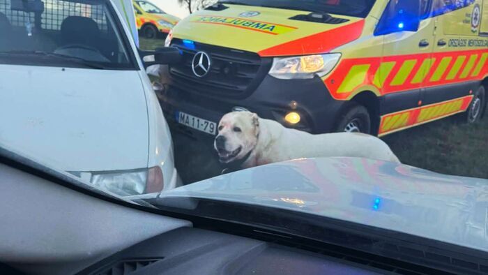 Kutyatámadás Toronyban: friss információkat közölt a szombathelyi kórház