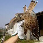 A vörös vércsék helyzetével foglalkozik a Zöld Baranya hírlevél. Fotó: Wikipédia