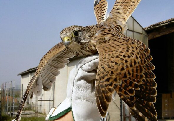 A vörös vércsék helyzetével foglalkozik a Zöld Baranya hírlevél. Fotó: Wikipédia