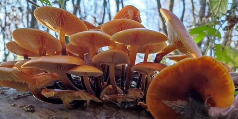 Most sokkal nagyobb a mérgezés veszélye a Bakonyban, erre figyelj! BAKONY Most sokkal nagyobb a mérgezés veszélye a Bakonyban, erre figyelj!