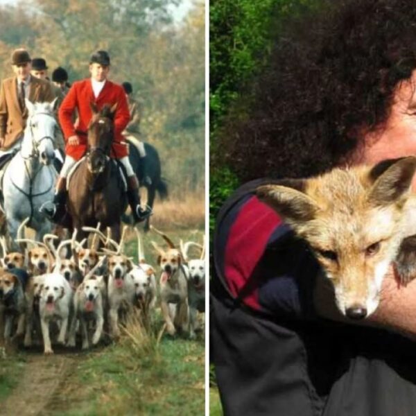 A falkavadászatot a brit Korona természetvédemi birtokain (National Trust) jórészt már betiltották vagy korlátozták