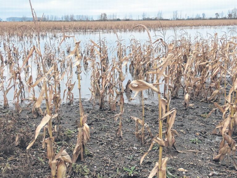 Ilyen most az időjárás: megjött a hideg, és esett is.
