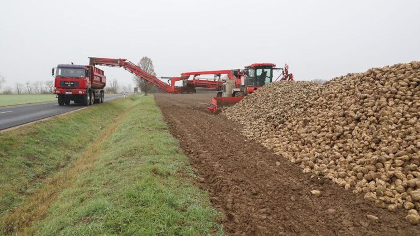 Két kezén meg tudja számolni, hányan foglalkoznak még a cukorrépával Vasban – mondja Marlovics Norbert