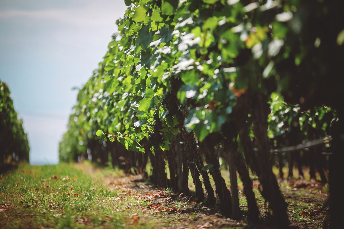 Heves megyében 65 hektárnyi szőlőt érint az újabb állami földárverési kör Fotó: Berán Dániel/Heol.hu
