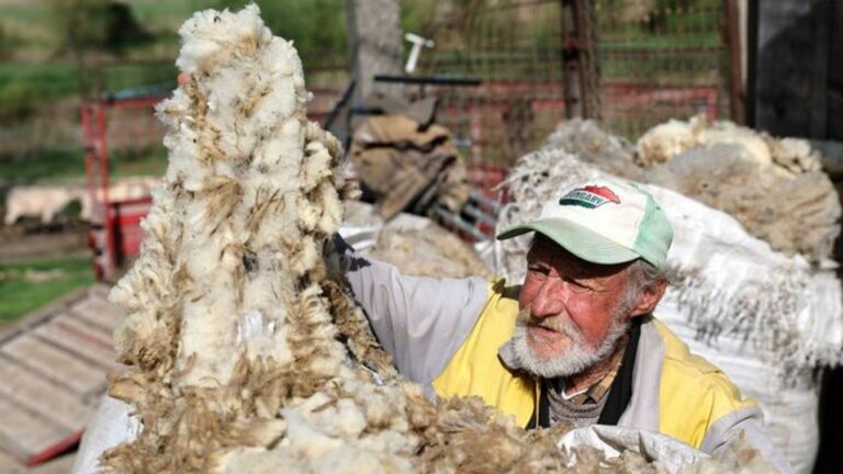 Gyapjú ára mélyponton: a hazai készletek nagy része hulladék lesz.