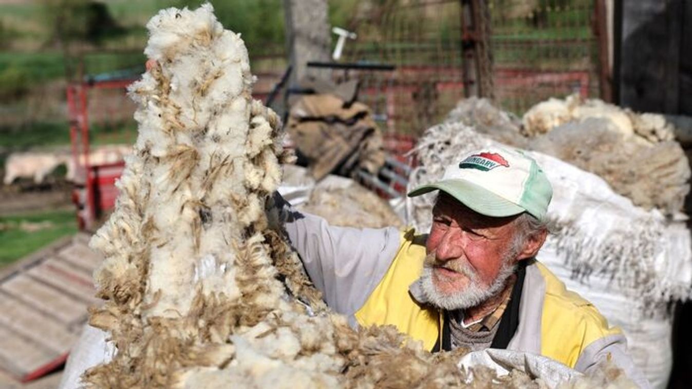 Gyapjú ára mélyponton: a hazai készletek nagy része hulladék lesz.