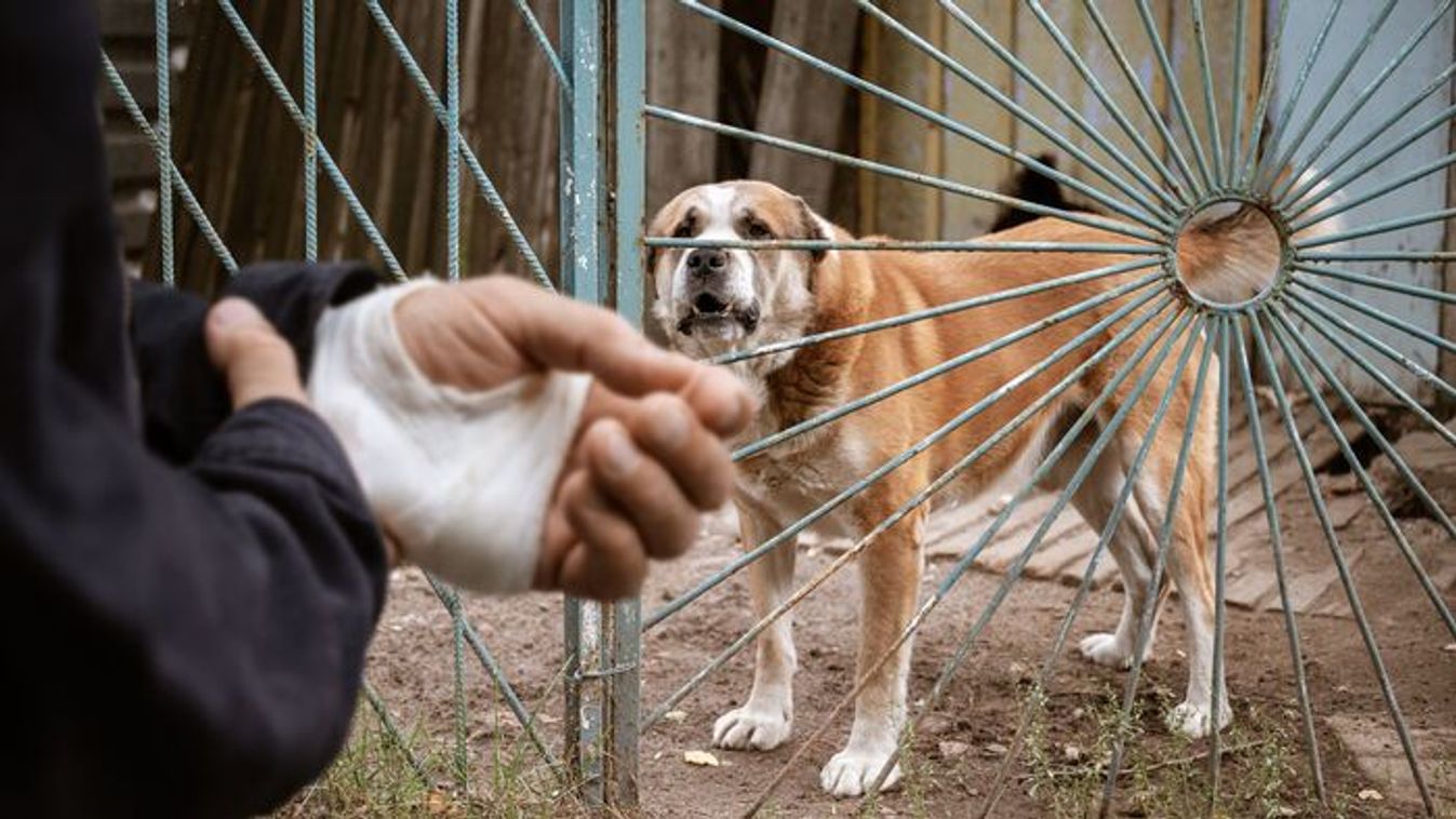 "...a kutyának az udvaron, kerítés mögött a helye..."