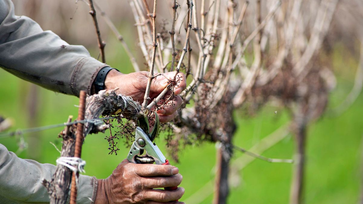 A növényvédelmi előadás egyik témája a szőlő metszése lesz Forrás: Illusztráció / Shutterstock