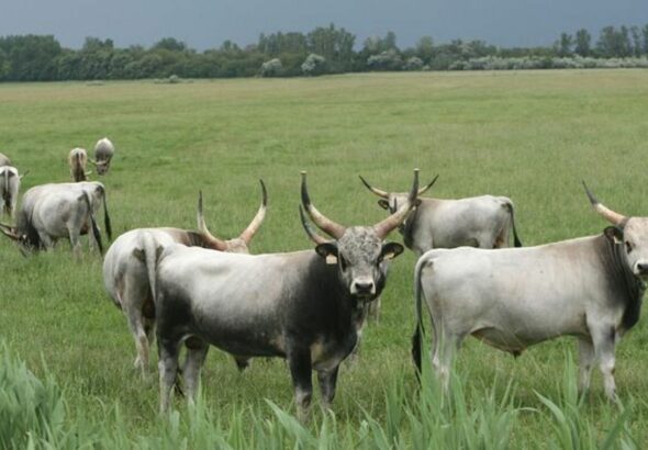 A hátárokon átnyúló együttműködés számos kutatást és közös módszertan kidolgozását foglal magába.
