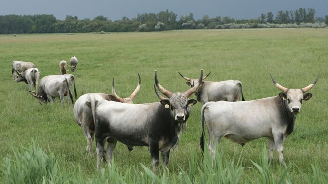A hátárokon átnyúló együttműködés számos kutatást és közös módszertan kidolgozását foglal magába.