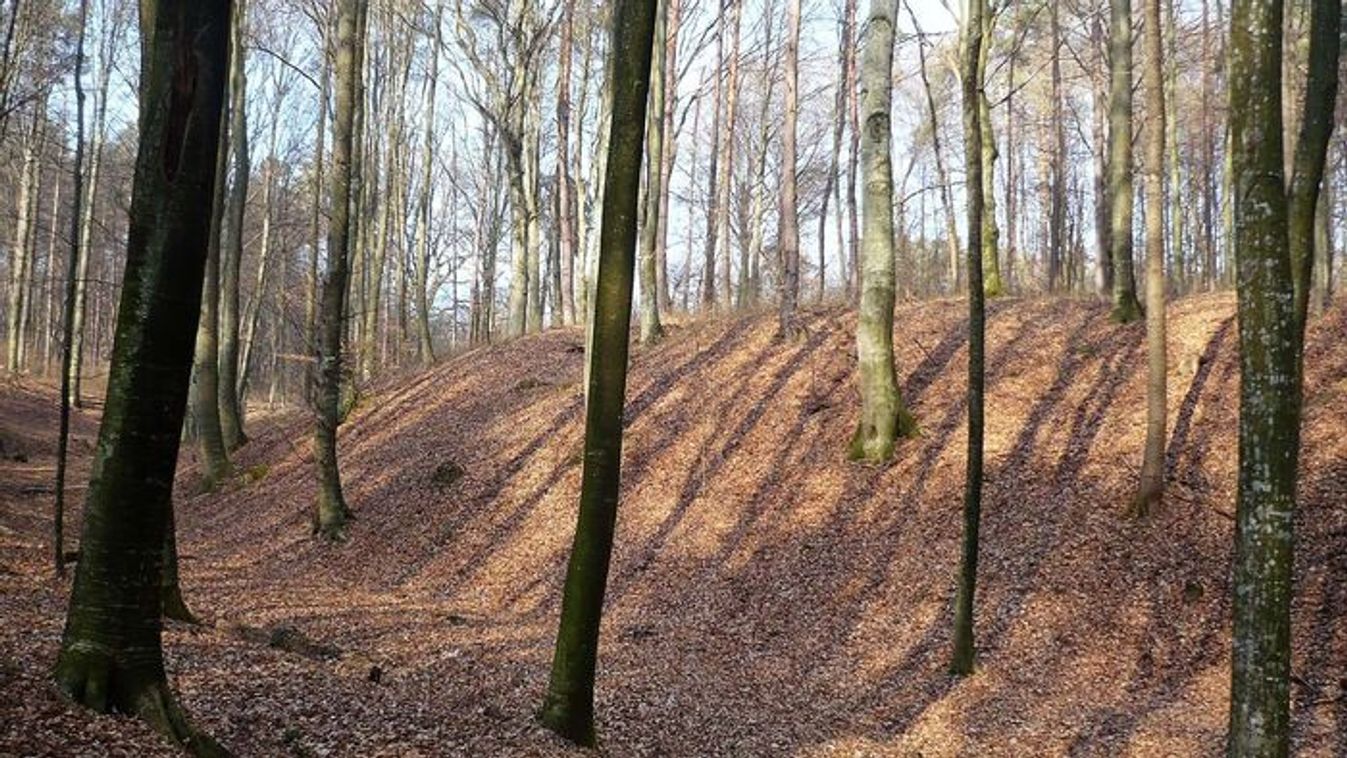 Terelővadászatot tartanak Mónosbél, Szarvaskő és Bélapátfalva községhatárok erdőterületén.