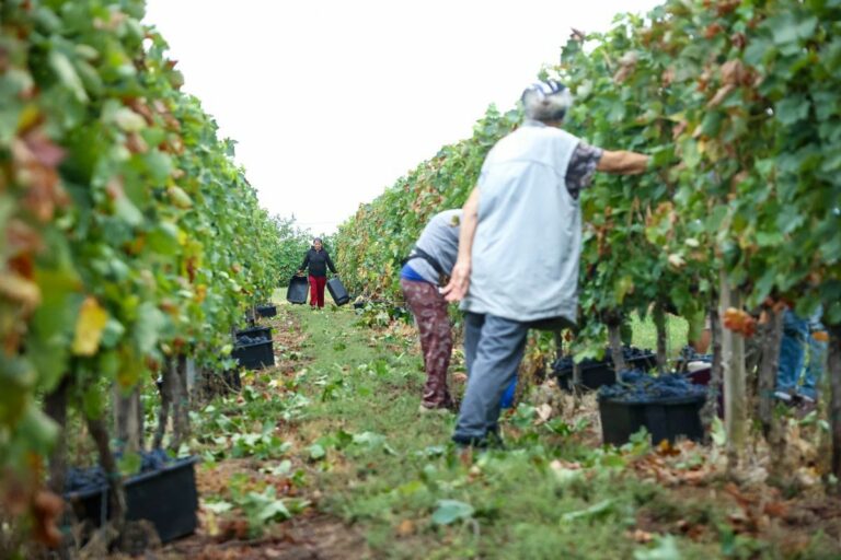 A program célja, hogy a földeket azok a termelők szerezzék meg, akik valóban művelik és fenntartják a területeket.