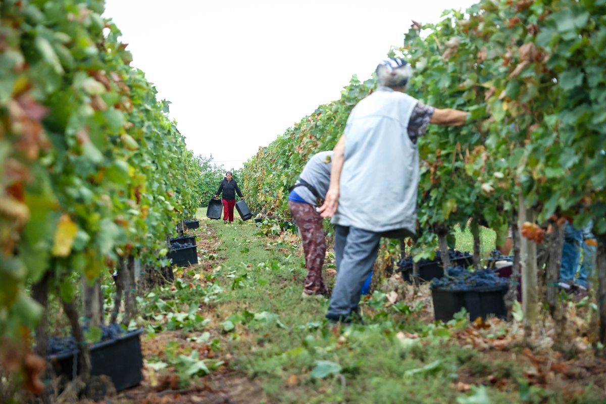 A program célja, hogy a földeket azok a termelők szerezzék meg, akik valóban művelik és fenntartják a területeket.