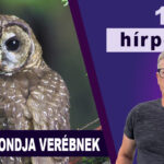 Bagoly mondja verébnek