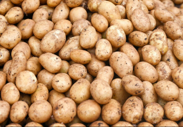 Átvernek bennünket az importkrumplival