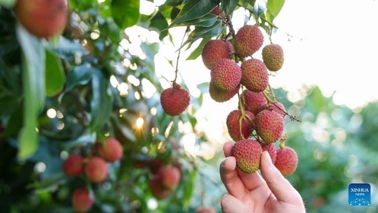 Nincs jobb a friss licsinél!