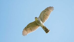 Szegeden: karvaly csapott le a városban