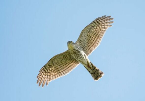 Szegeden: karvaly csapott le a városban