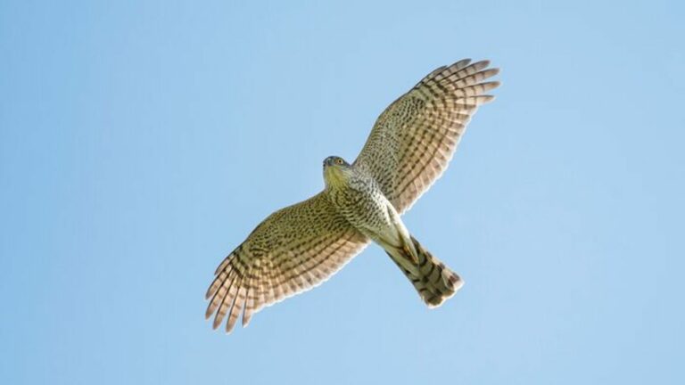 Szegeden: karvaly csapott le a városban