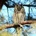Erdei fülesbagoly. A téli időszakban nagy számban lehet velük találkozni Fotó: Molnár Gyula (archív)