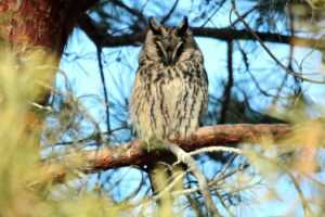 Erdei fülesbagoly. A téli időszakban nagy számban lehet velük találkozni Fotó: Molnár Gyula (archív)