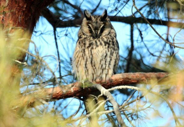 Erdei fülesbagoly. A téli időszakban nagy számban lehet velük találkozni Fotó: Molnár Gyula (archív)