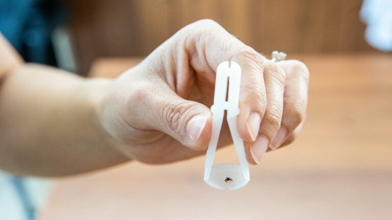 Itt a tavasz, előbújtak a kullancsok, ráadásul ijesztő mennyiségben. Fotó: Bencsik Ádám