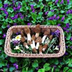 Cseh kucsmagomba Judit kosarában Forrás: Pál Judit