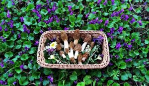 Cseh kucsmagomba Judit kosarában Forrás: Pál Judit